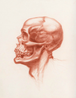 Anatomical Study, Human Skull 2